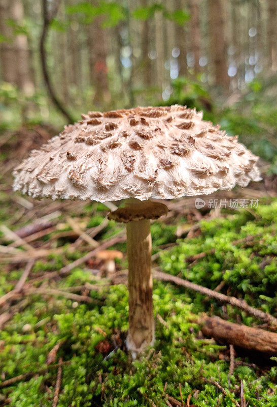 Parasol mushroom ' macrolepiota '或lepiota '将继续